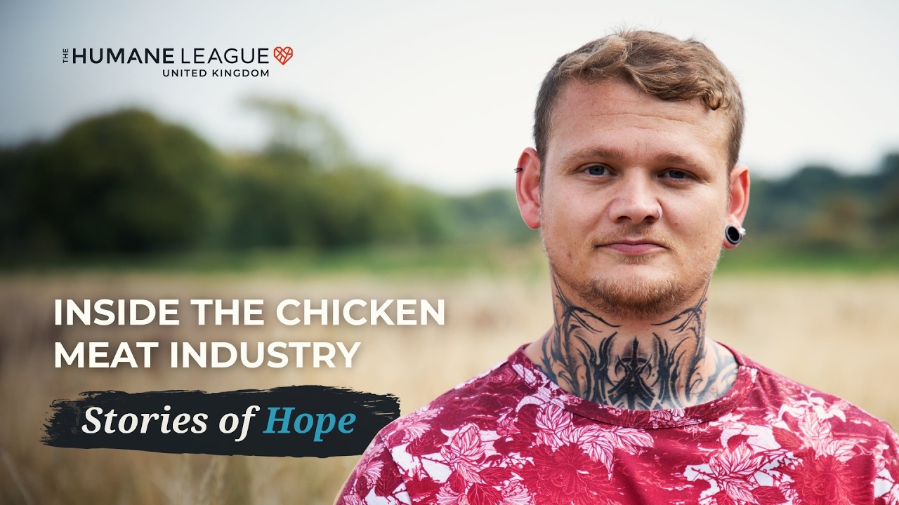 Inside the Chicken Meat Industry