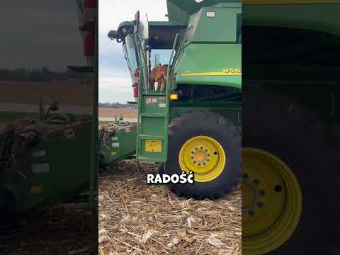 Pies, który znalazł własną metodę wspinania 🤯🐶 (@farmersbestpopcorn)