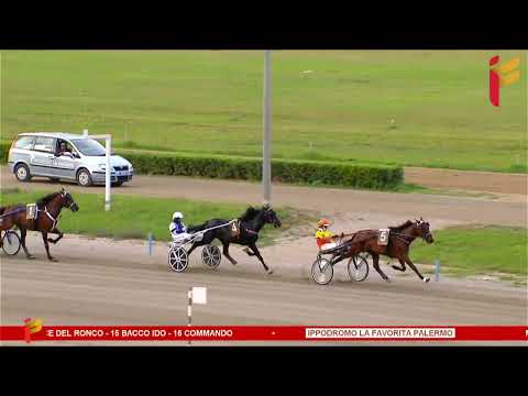 VII Corsa del 14 Giugno 2023 - 5/6 Anni - Metri 1600