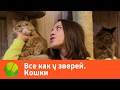 Все как у зверей. Кошки | Живая Планета Все как у зверей. Кошки | Живая Планета