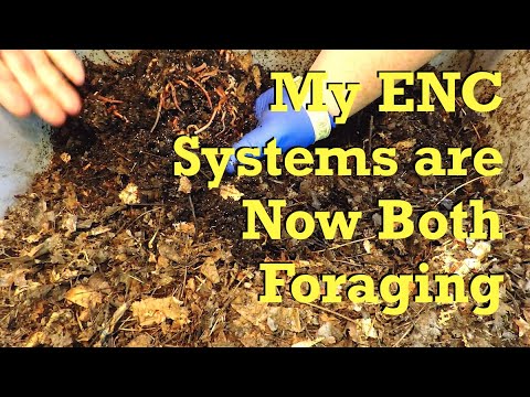 Both my Euro nightcrawler systems are now foraging - worm farm vermicompost