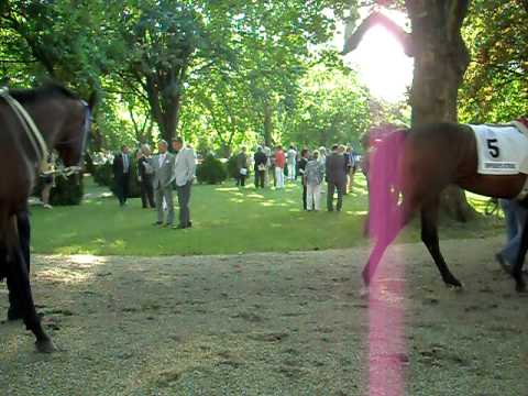 88th Hungarian Derby a mezőny a jártatóban 2010.07.04.