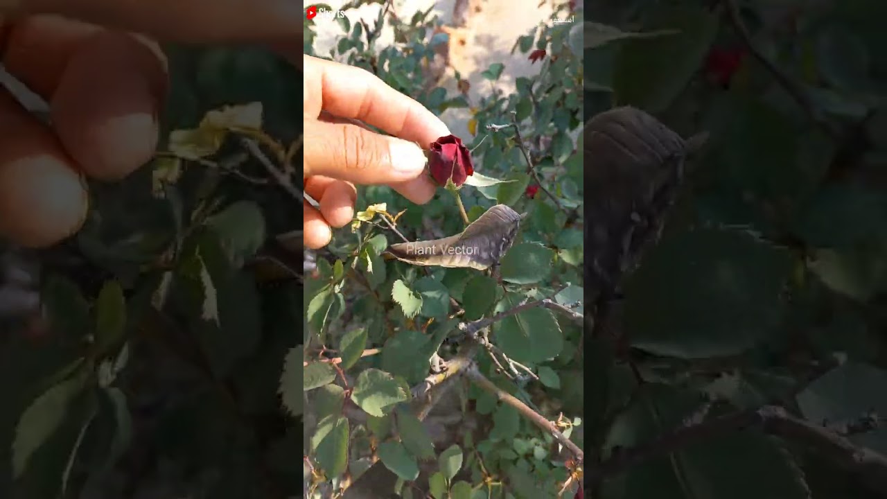 Rose flower || Flowers are amazing || Red rose || #shorts