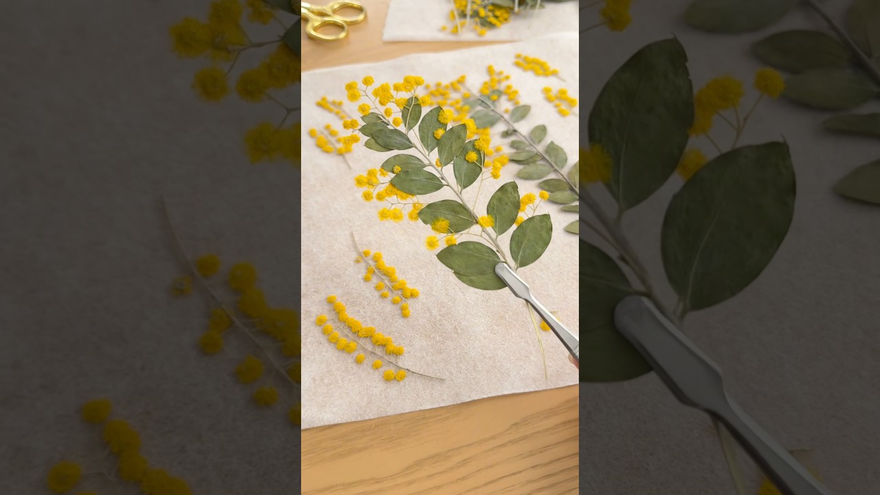 【ミモザの日】スワッグ風のアート額#押し花#押し花アート#ミモザ#ミモザの日#ハンドメイド#shorts