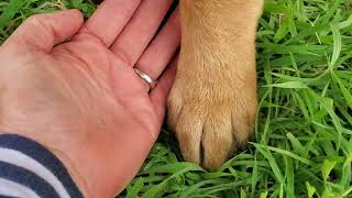 Video preview image #1 Anatolian Shepherd-Bernese Mountain Dog Mix Puppy For Sale in Bandera, TX, USA
