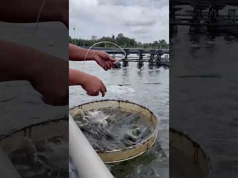 Hình Ảnh Tôm Giống