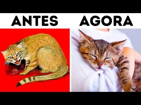 Como os gatos domesticaram os humanos