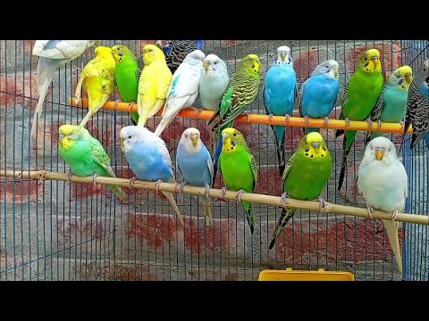 2 Hours of Budgie Best Friends - Mango and Chutney - Singing and Talking Sounds