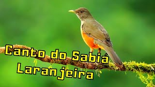 Canto Selvagem do Sabi Laranjeira no Mato