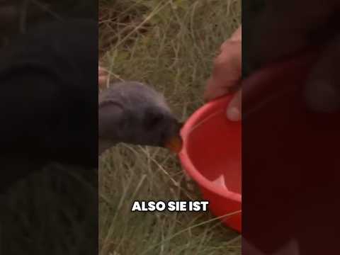 The vulture chicks from Berlin Zoo #pandagorillaundco