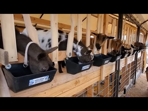 First Day On The New MILK STAND!!