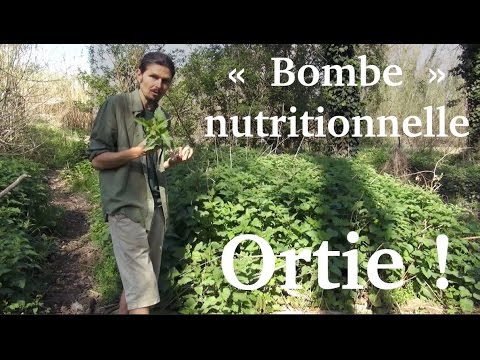 Jus d'ortie, la "bombe" nutritionnelle du printemps - www.regenere.org