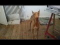 Update Luna Pharaoh hound dog chien du Pharaon ...