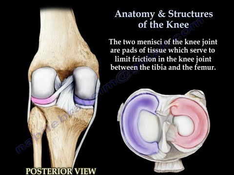 Anatomía y estructuras de la rodilla