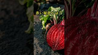 ビーツが「食べる輸血」と呼ばれる理由をご存じですか？ #健康 #健康習慣 #栄養 #食材 #ヘルシー #健康の食卓