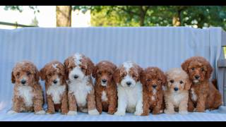 Video preview image #1 Goldendoodle (Miniature) Puppy For Sale in EPHRATA, PA, USA