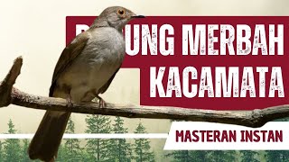 Download lagu Masteran Merbah Kacamata Gacor Full Isian mp3