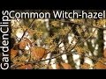 Witch-hazel: The Amazing Shrub That Blooms in AUTUMN!