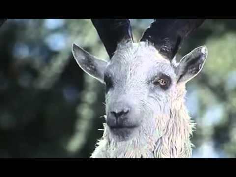 TUTTA COLPA DEL PARADISO SCENA DELLO STAMBECCO