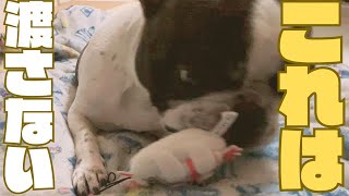 寿司屋のお土産をあげてみた！🐶