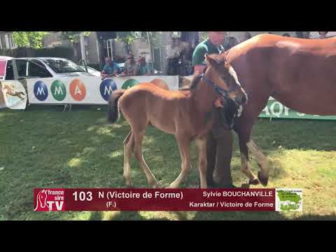 Sprinter Sacré Show 2018 : Lot 103 - N (Victoire de Forme)