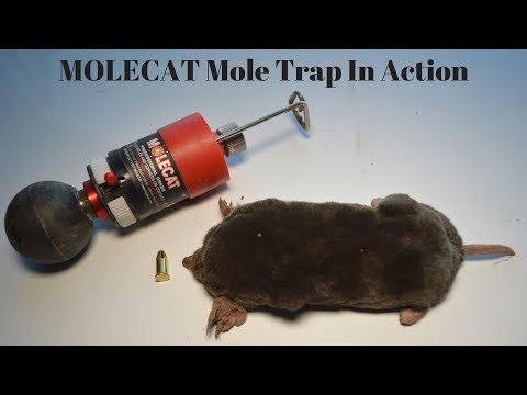 The MOLECAT "Bunker Blaster" Mole Trap In Action.