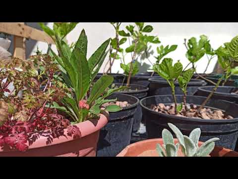 Ein  Virtueller Rundgang. Feigen Pflanzen und Palme