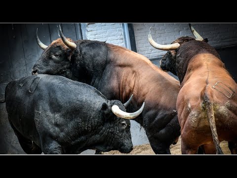 SORTEO | Corrida de toros 10 octubre
