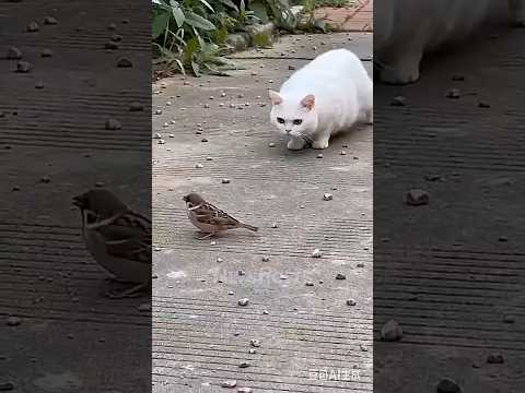 No cat 🫢🤣🤣 #funny #cat #comedy #trending #youtubeshorts #shorts #shortvideo