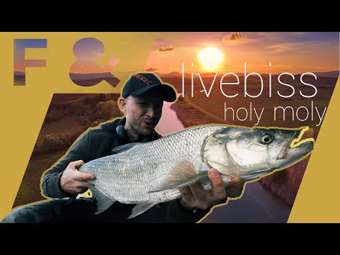 ‼️Geisteskrank‼️ Volleinschlag auf Topwater | angeln auf Zander am Fluss | Ciao Barsch