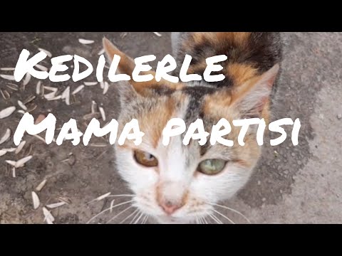 Food Party with Cats/Kedilerle Mama Partisi #cats #katzen #kediler