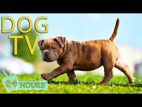 DOG TV: 24 Hour Exciting Adventure Walk for Dogs - Videos to Entertain & Relax Dog When Home Alone