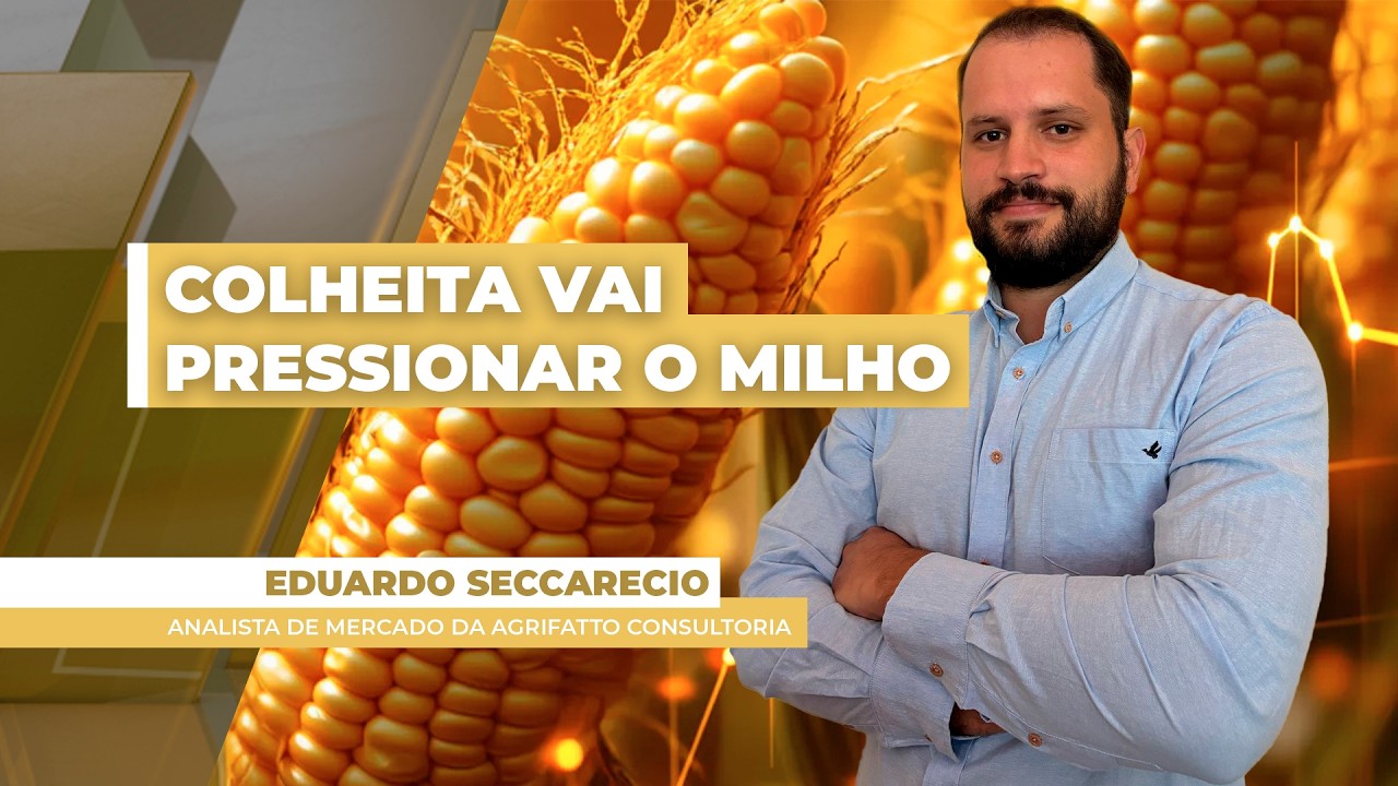 MERCADO DO MILHO - EDIÇÃO 19-06-2026