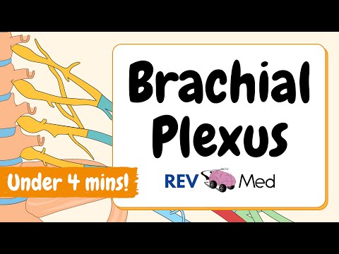 Brachial Plexus: Mnemonics and Tricks! | Anatomy (Made Easy)