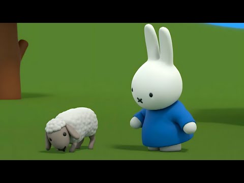 het babyschaapje | nijntje's avonturen, groot en klein | gloednieuwe aflevering!