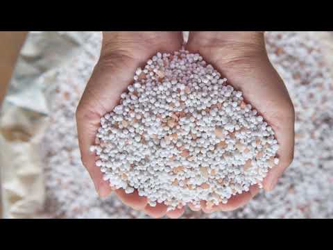 Ever Bearing Strawberries  The Ultimate Fertilizing Guide