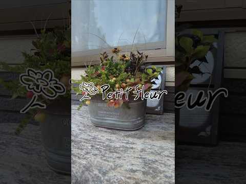 鉢植えのクレマチスの花