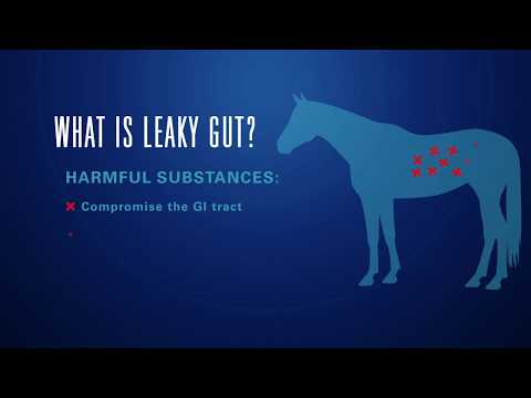 download lagu mp3 mp4 Leaky Gut Syndrome Horses Treatment, download lagu Leaky Gut Syndrome Horses Treatment gratis, unduh video klip Leaky Gut Syndrome Horses Treatment