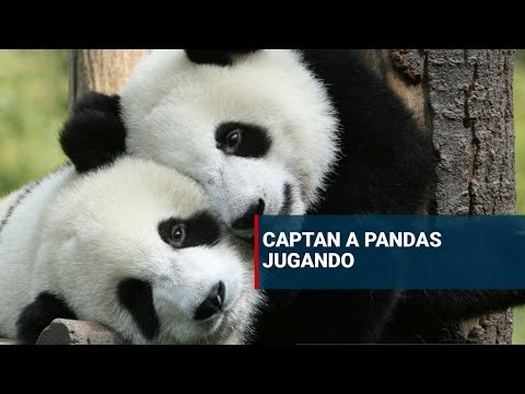 Captan a dos pandas jugando y el planeta se rinde ante su ternura