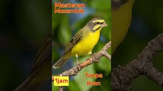 Download lagu MOZAMBIK GACOR TANPA IKLAN DURASI PANJANG mp3