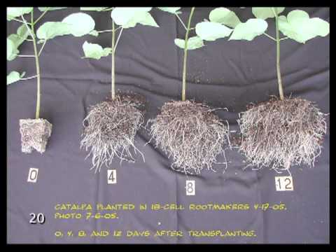 download lagu mp3 mp4 Tree Root Spread, download lagu Tree Root Spread gratis, unduh video klip Tree Root Spread