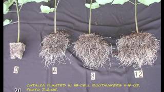 Root Systems Basics