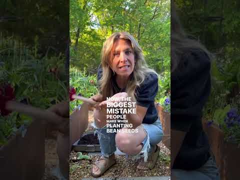 How To Plant Bush Beans