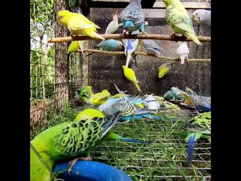 lovebirds eating grass
