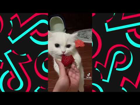 The cutest 6 cats in the world! Don't miss seeing it 😍🔥🔥🐱 #tiktokvideo #cats