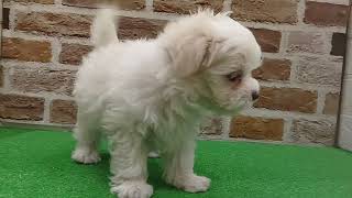 マルチーズの動画01