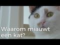 Waarom miauwt de ene kat meer dan andere? | Vragen van kinderen | Het Klokhuis