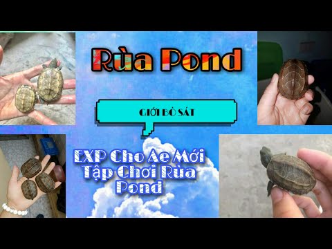 Exp Cần Thiết Cho Ae Chơi Rùa Đá(Lagoa) Rùa Pond Có Thật Sự Khó Nuôi?