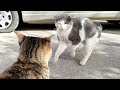 Tabby Cat Hisses At The Gray Cat S Face 6 Poor Hungry Cats Living On Street Waiting For Me Everyday
