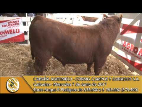 07-06-17 Venta de Toros - AGROMELU - Remate 80º Aniversario - Campos y Ganados S.A. - Cañuelas